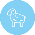Koyun yetiştirme kompleksi